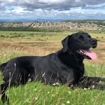 Nelson Beck - @ourlabnelson - Instagram