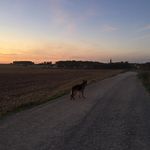 Nelson 🐕💓 - @nelsonberger2019 - Instagram