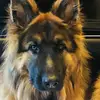 Nelson Berger Allemand - @nelson.berger.all1 - TikTok