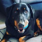 @nelson_bergerdebeauce - Instagram