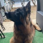 Nelson le berger allemand - @nelson_de_la_legende_de_gaffy - Instagram