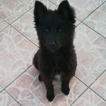 Nelson_le_chien_berger_belge_ - @nelson_le_chien_berger_belge_ - Instagram