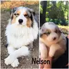 @Nelsonbergeraustralien - @lilou667 - TikTok