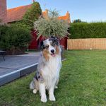 Nene 🐶 - @nelson_le_berger - Instagram