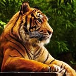 Nelson Bergeron - @nelsonbergeron - Instagram
