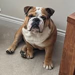 Nelson Berry - @horacio_nelson_thebulldog - Instagram