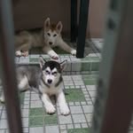 @husky_nelson.bloom - Instagram