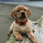 Boone The Yellow Lab - @boone.nelson - Instagram