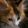 Nelson R Bosley - @nelson.r.bosley - TikTok