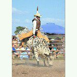 Nelson Brewster - @bullridernelson - Instagram
