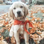 COOPER NELSON BRUCE 🐾 - @thagoldencooper - Instagram