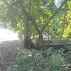 Nelson.    Bruce - @nelon3527305 - TikTok