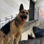 Nelson Calle - @nelson.calle.733 - Instagram