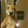 Nelson Calli - @nelson.calli - TikTok