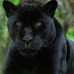 Nelson Camara - @nelson.camara.7737 - Instagram