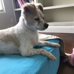 Willy Nelson Carson - @willythecutepupper - Instagram