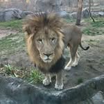 Nelson Chacon - @chacon484 - Instagram