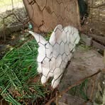 Nelson Chacon - Facebook