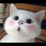 @nelsonchen - Instagram