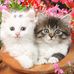 Nelson Cooley - Facebook