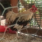 Nelson Cortes - Facebook