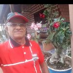 Nelson Dias Da Silva Dias - @nelson_dias_das_plantas - Instagram