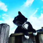 Nelson van de Laar - @nelson_the_dutch_cat - Instagram