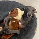 Nelson Daniel galgo - @nelson.daniel.galgo - Instagram