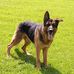 Nelson-German Shepard - stud - Facebook