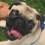Nelson Gilbert: Pug Almighty - @nelson.gpug - Instagram