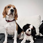 Harper & Nelson 🐶 - @_harper.nelson - Instagram