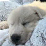 Indica Nelson & Harper Nelson - @indiebindieandharper - Instagram