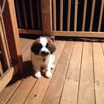 Nelson Kane - @nelson_the_st_bernard - Instagram