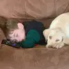 Lane Nelson - @lane.nelson25 - TikTok