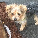 michelangelo - @nelson_little_dog - Instagram
