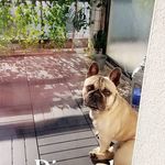 Nelson Pâté - @nelson.littledog - Instagram
