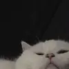 Logan💤🥱😴 - @logan.nelson180 - TikTok