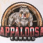 Nelson lopes - @canil_appaloosa_nelson_lopes - Instagram