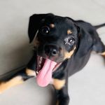 Nelson Lopes 🐶🐾 - @nelsonlopes.dog - Instagram