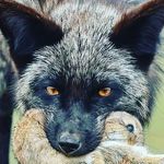 Nelson Morgan - @nlsnmrgn - Instagram
