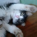 Nelson Muniz - @nelsonmuniz77 - Instagram