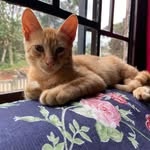 Nelson Muniz - @nelson.muniz.9404 - Instagram