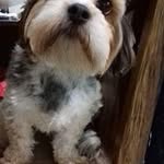 Nelson Muniz - @muniz2065 - Instagram