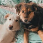 Nelson & Murphy - @nelsonandmurphy - Instagram
