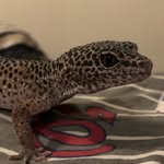 Nelson Oglesby - @oglesbynelson - Instagram