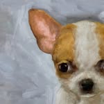 Pet portrait by Nelson Olvera - @nelsonolvera.art - Instagram