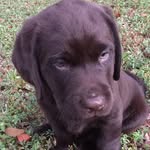 nelson the chocolate lab - @nelsonpatterson_ - Instagram