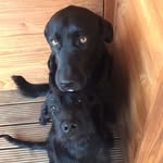 Nels Ft Patt🐾 - @nelsonftpatton - Instagram
