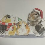 Guinea_piggies - @oscar_nelson_piggiebros - Instagram