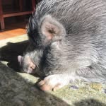 Nelson - @baxterandnelsonpiggybros - Instagram